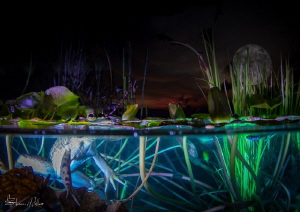 why the frog sings to the Moon by Steven Miller 